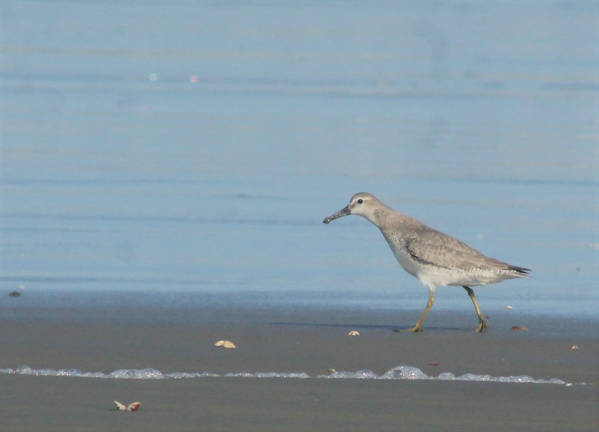 Red Knot - ML274102551