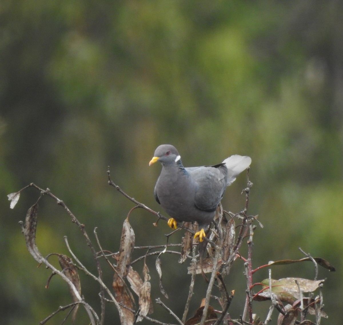 Band-tailed Pigeon - Ibeth Alarcón