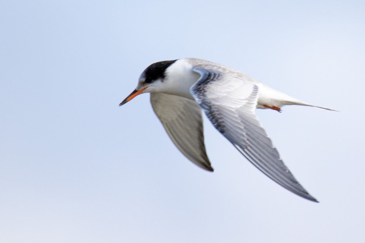 Common Tern - Nathan Ukens