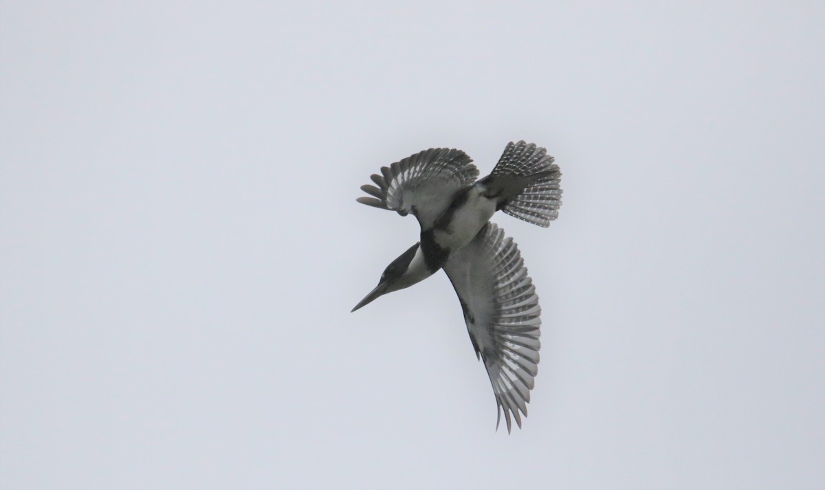 Belted Kingfisher - Ann Vaughan