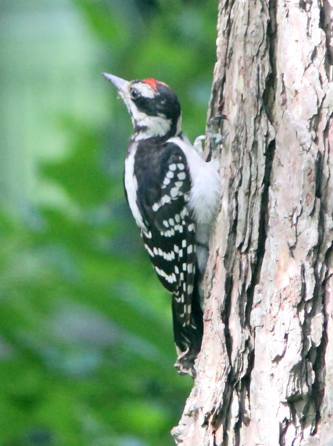 Hairy Woodpecker - Dave Spier