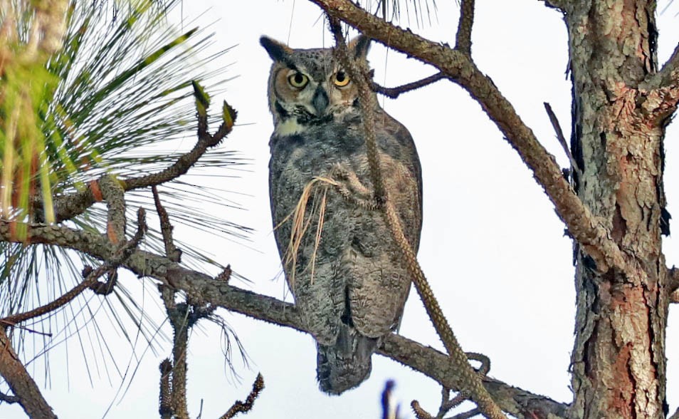 Great Horned Owl - ML274116431