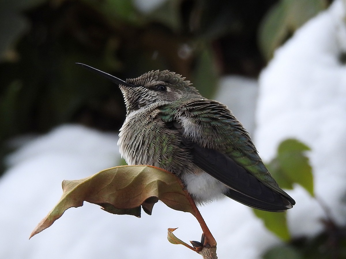 Anna's Hummingbird - ML274118931