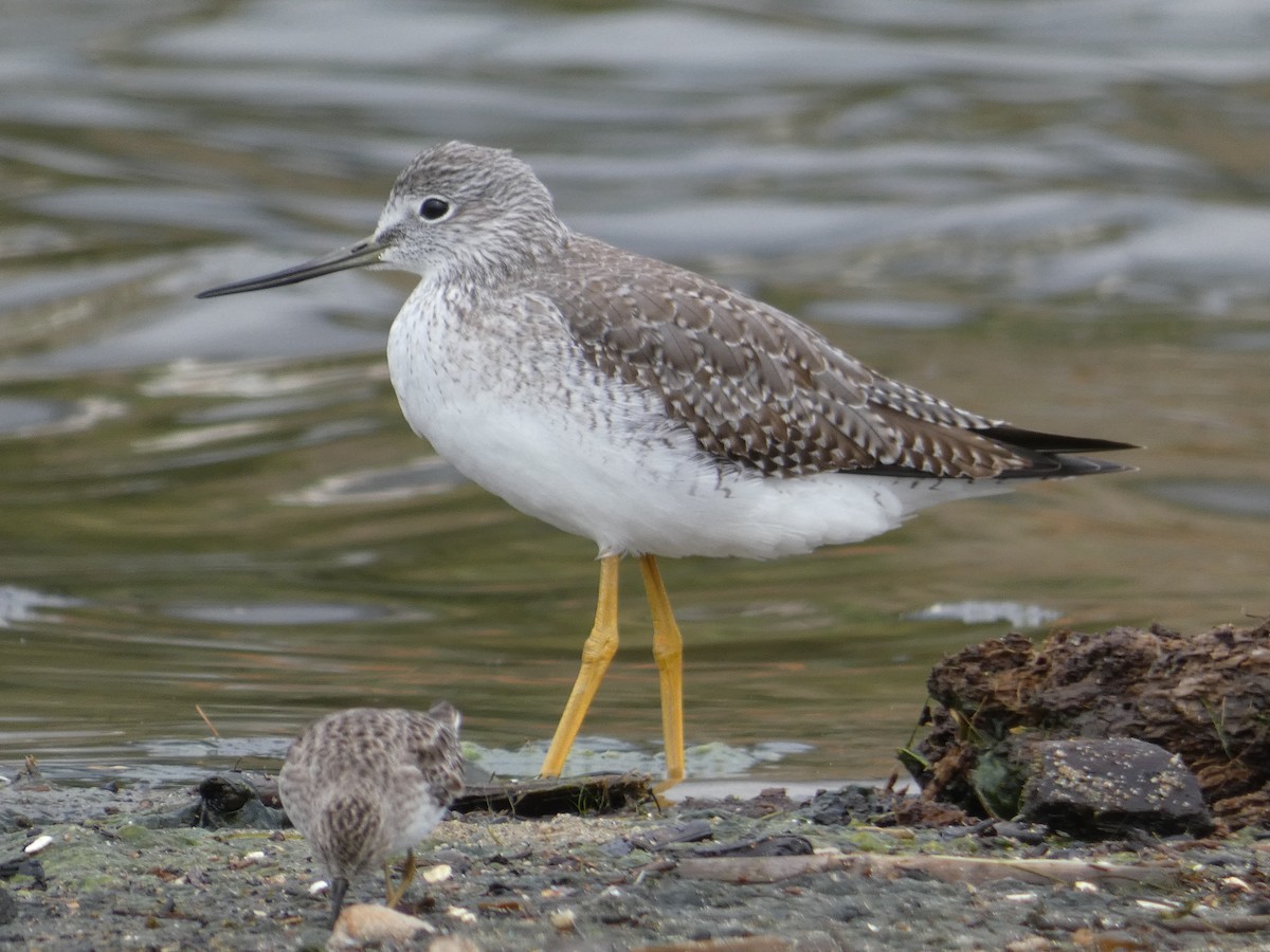 Greater Yellowlegs - Polly McConnell