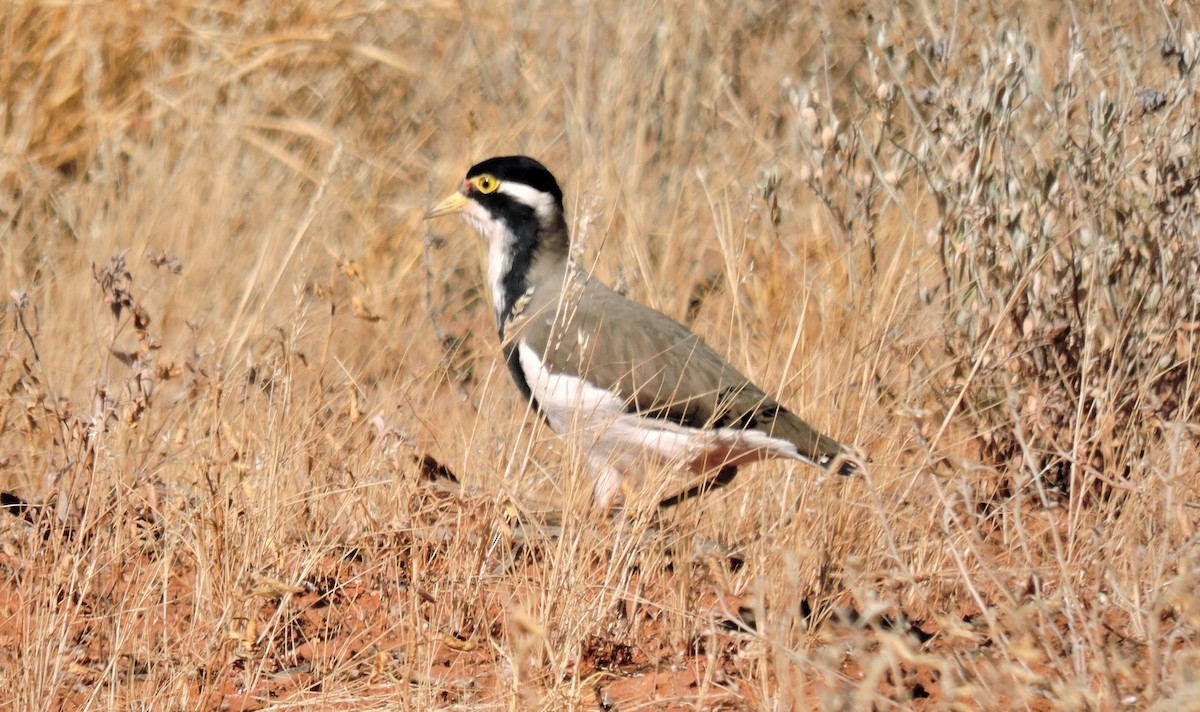 Banded Lapwing - Anne Murray
