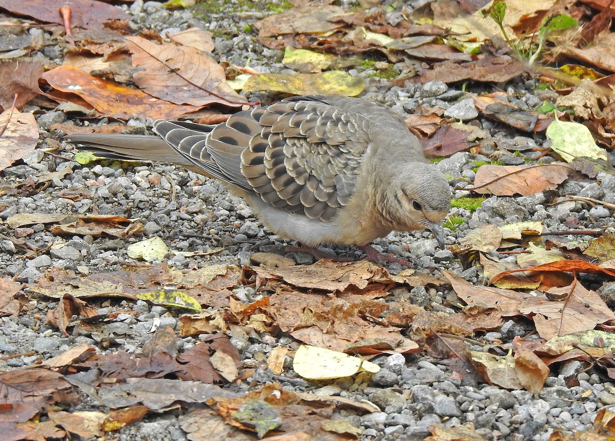 Mourning Dove - Jean Iron