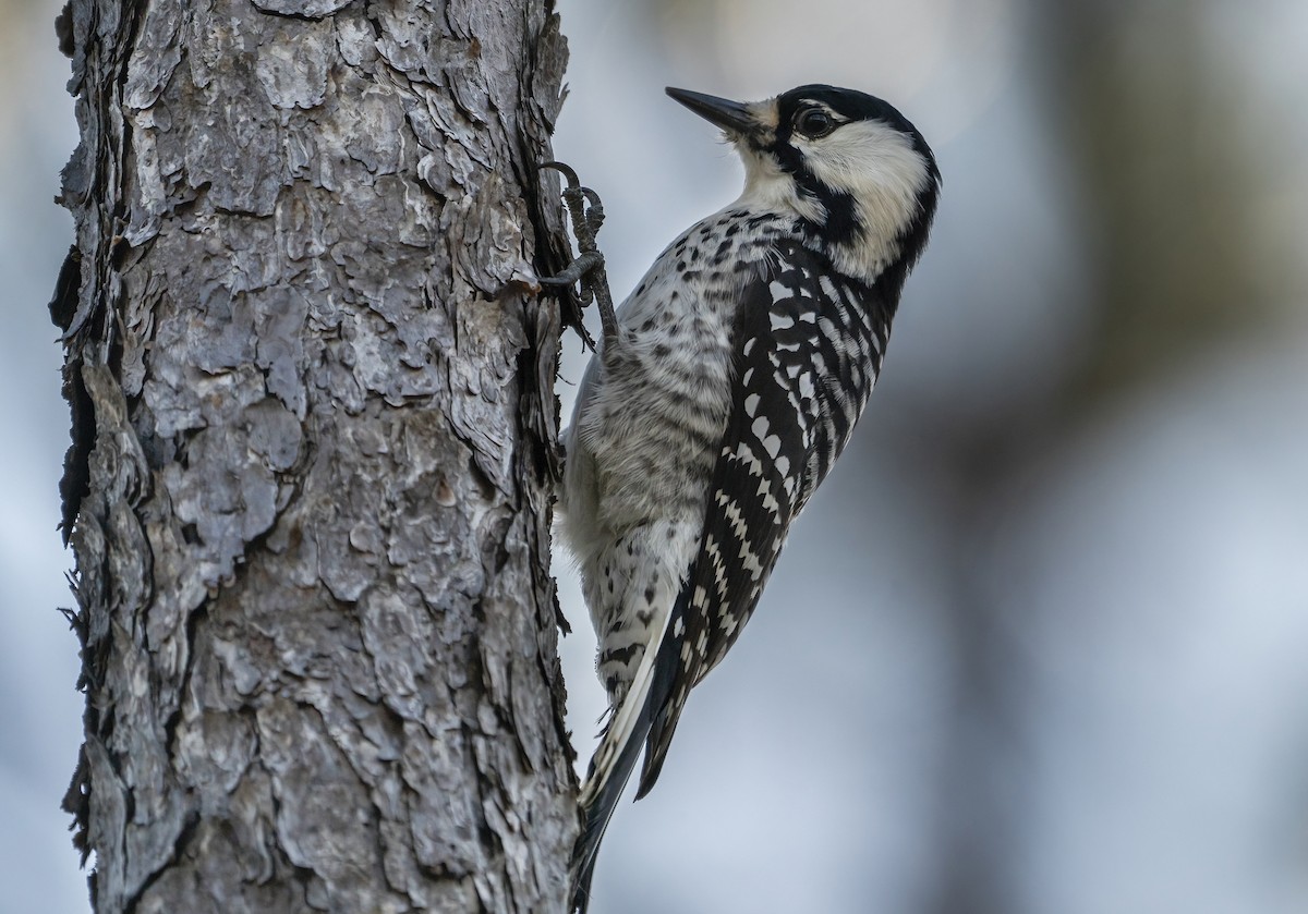 Red-cockaded Woodpecker - Anonymous