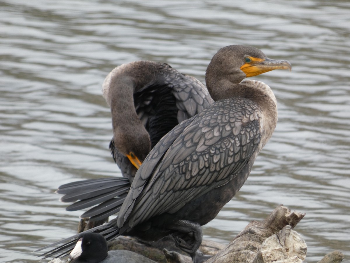 Double-crested Cormorant - Polly McConnell