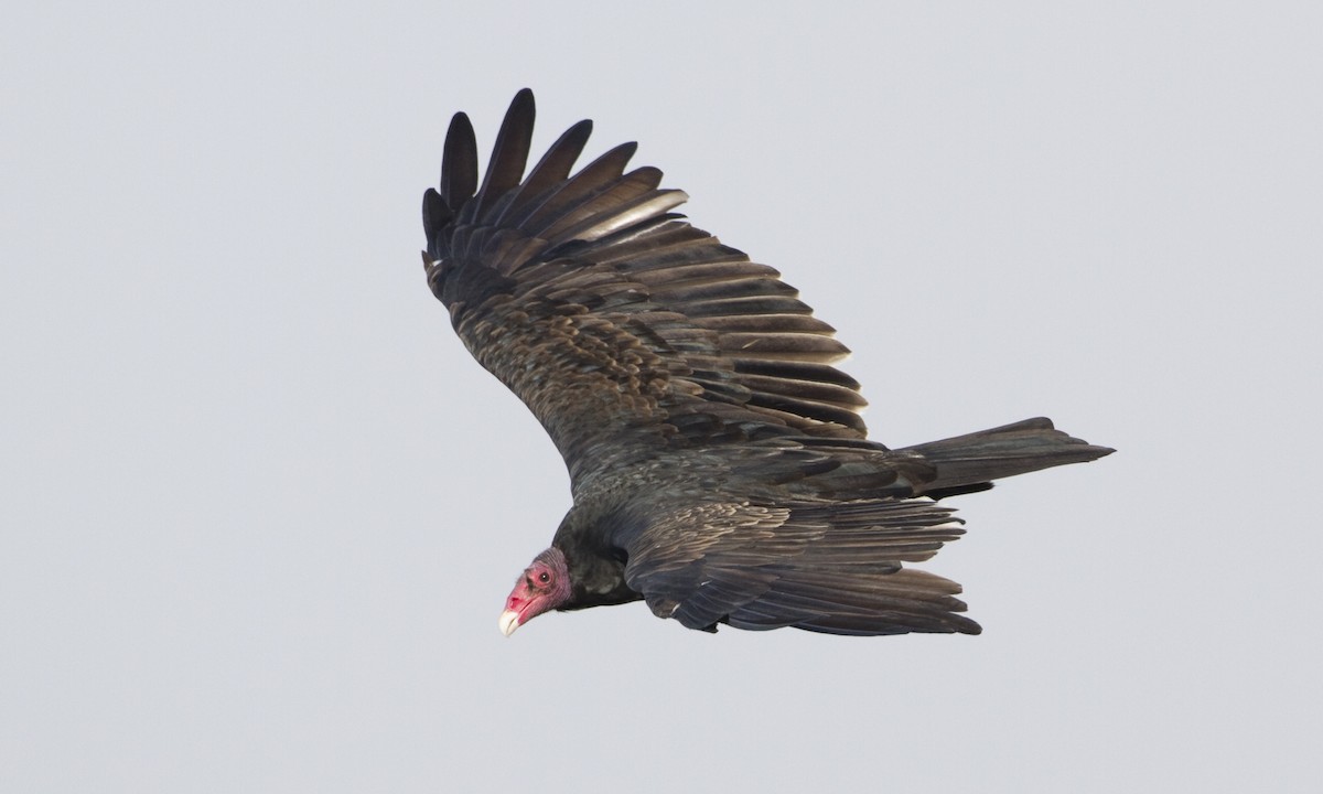 Turkey Vulture - ML27412731