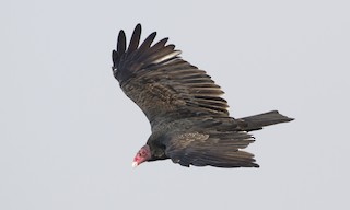  - Turkey Vulture