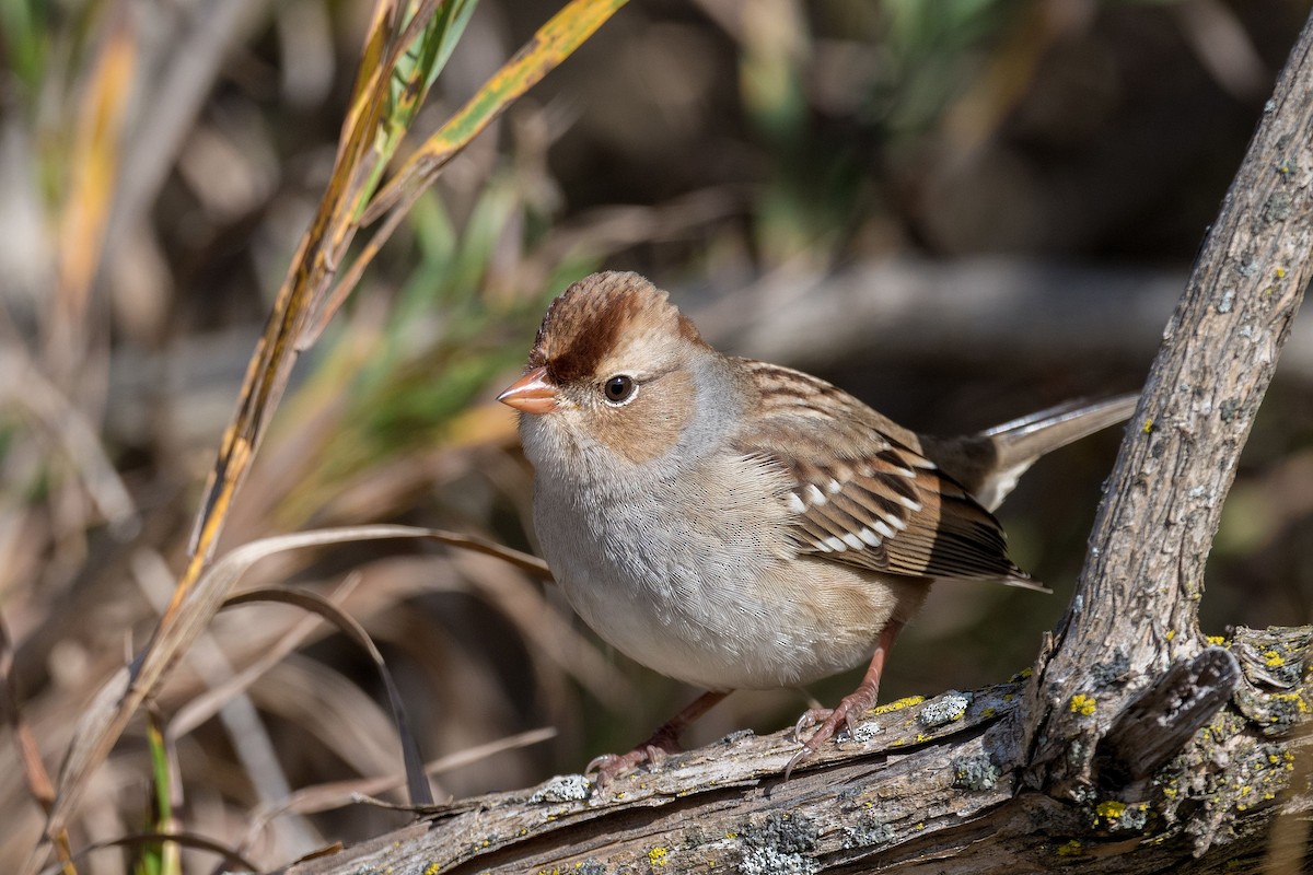 White-crowned Sparrow - Allan  Bigras