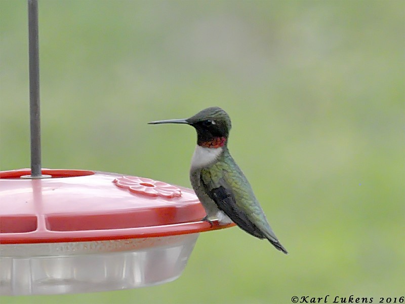 Ruby-throated Hummingbird - Karl Lukens