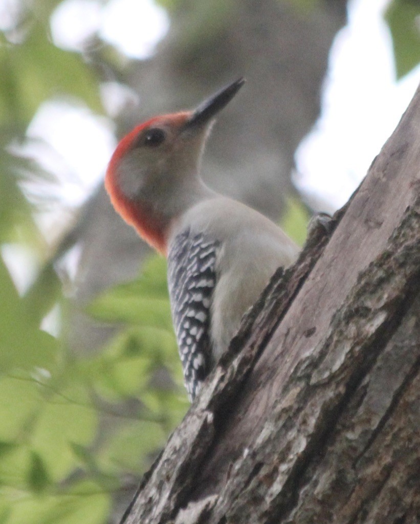 Red-bellied Woodpecker - ML274128901