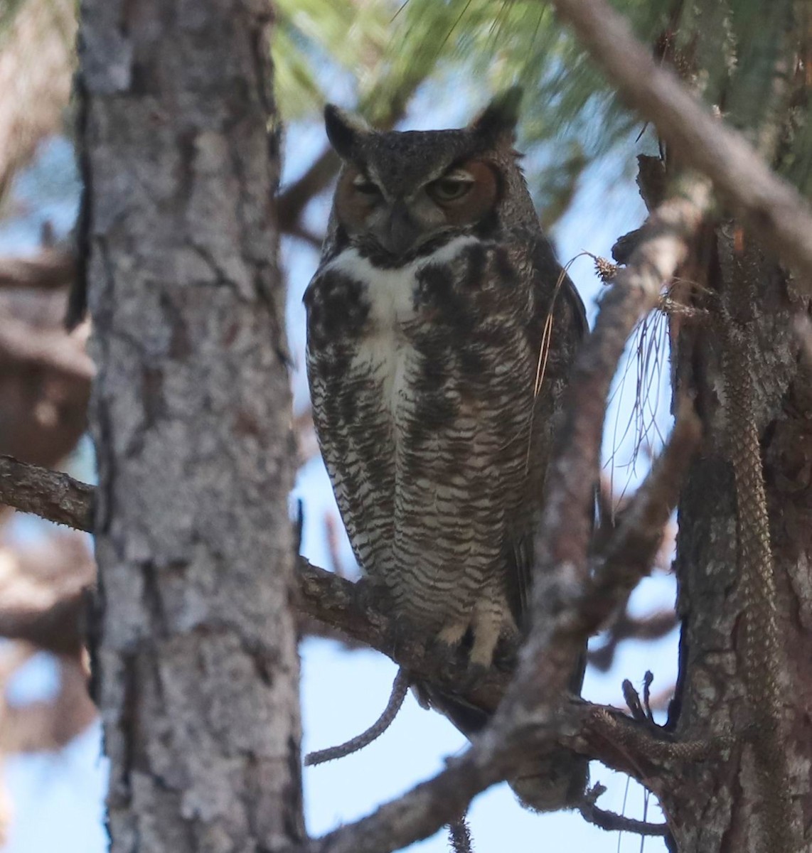 Great Horned Owl - ML274129601