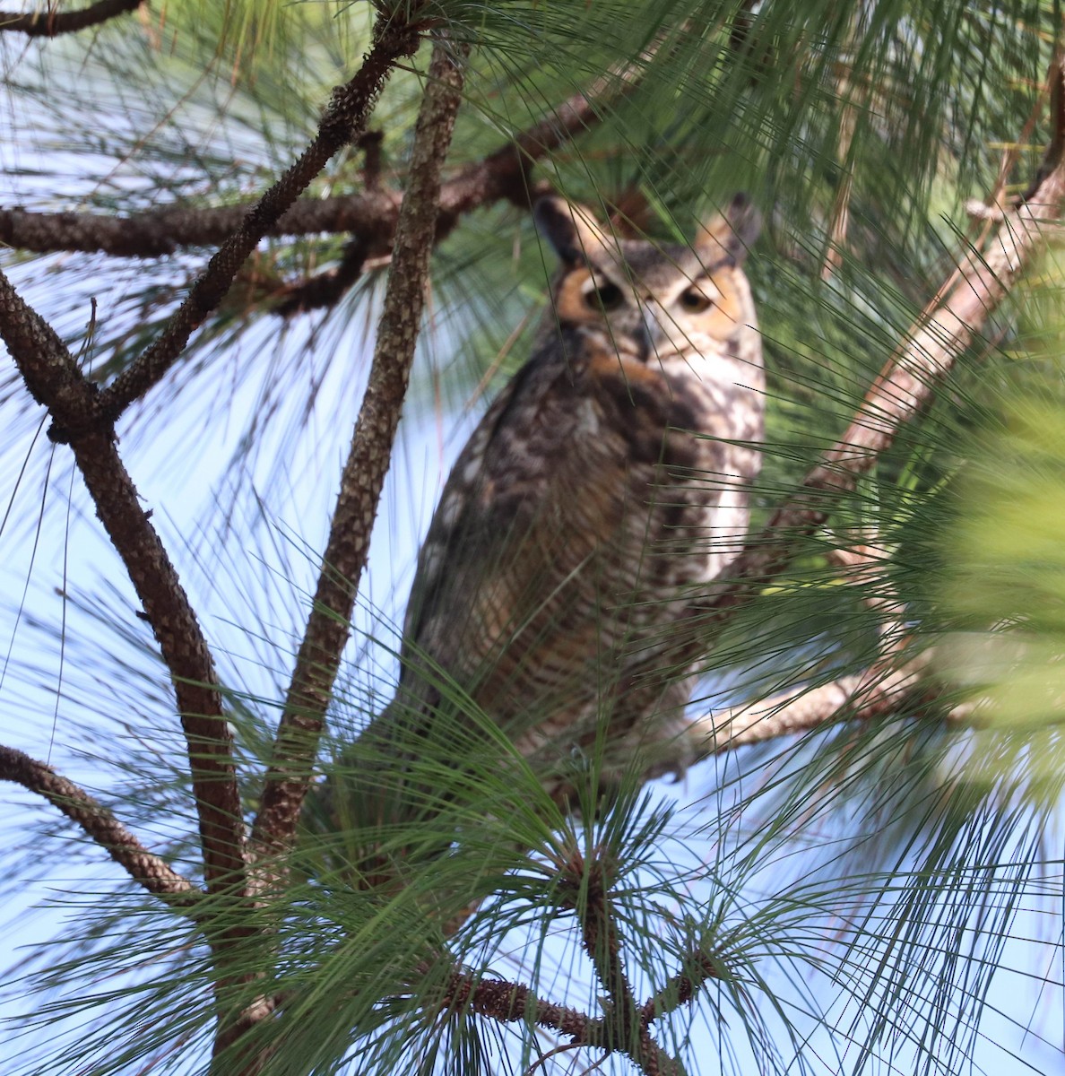 Great Horned Owl - ML274129651