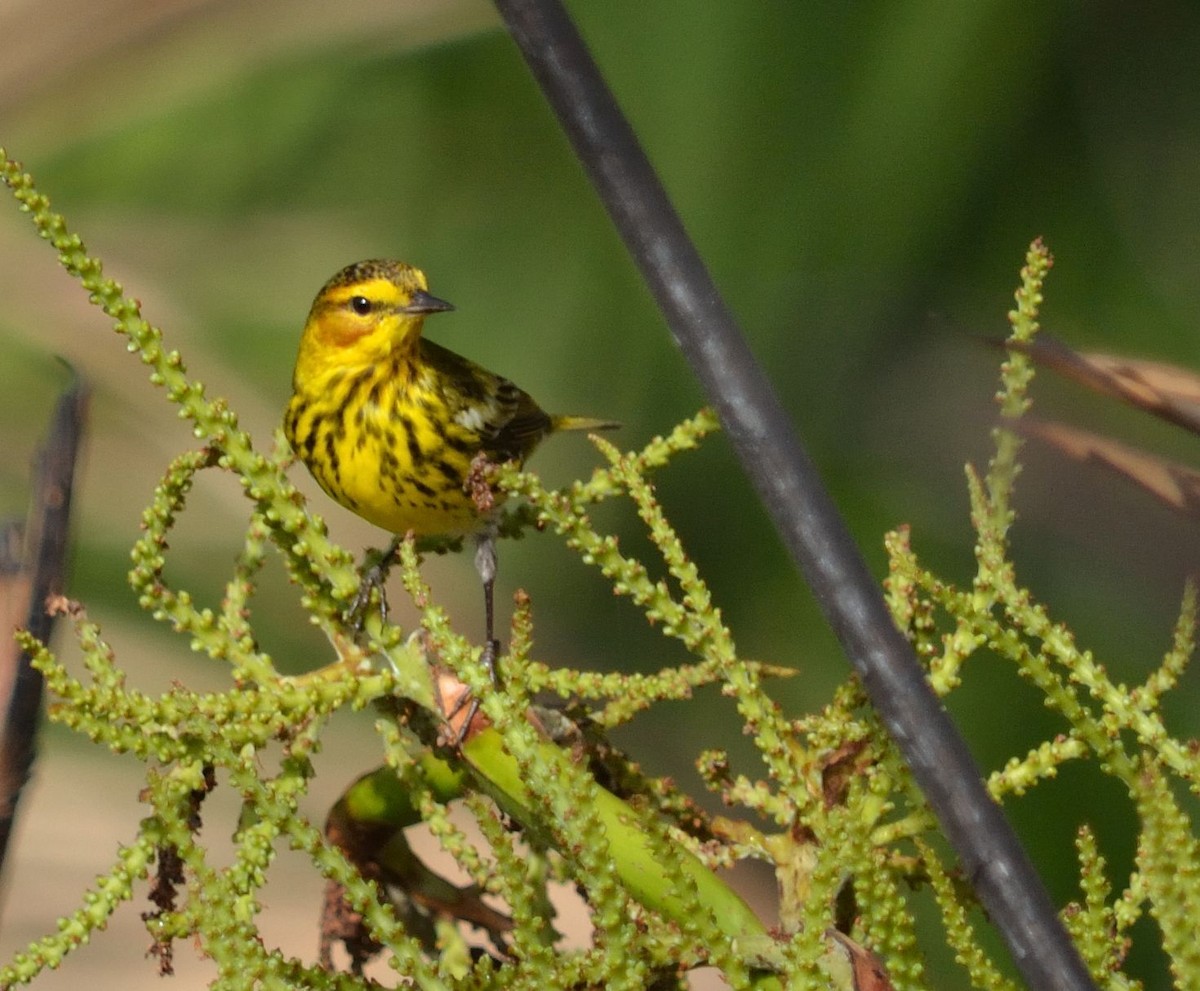 Cape May Warbler - ML27413021