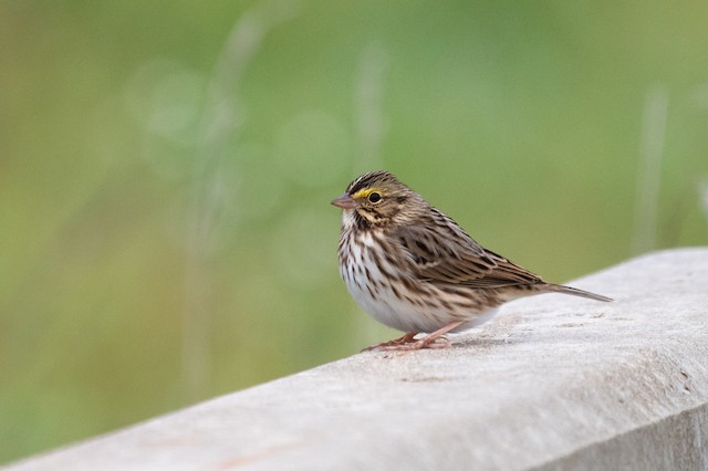 Savannah Sparrow