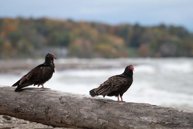 Turkey Vulture