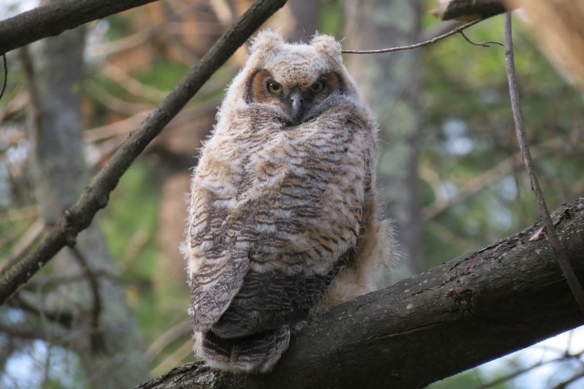 Great Horned Owl - Kent Warner