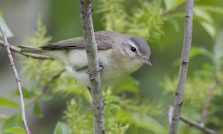  - Warbling Vireo