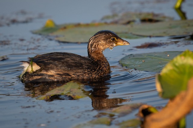 Pied-billed Grebe