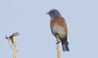  - Western Bluebird