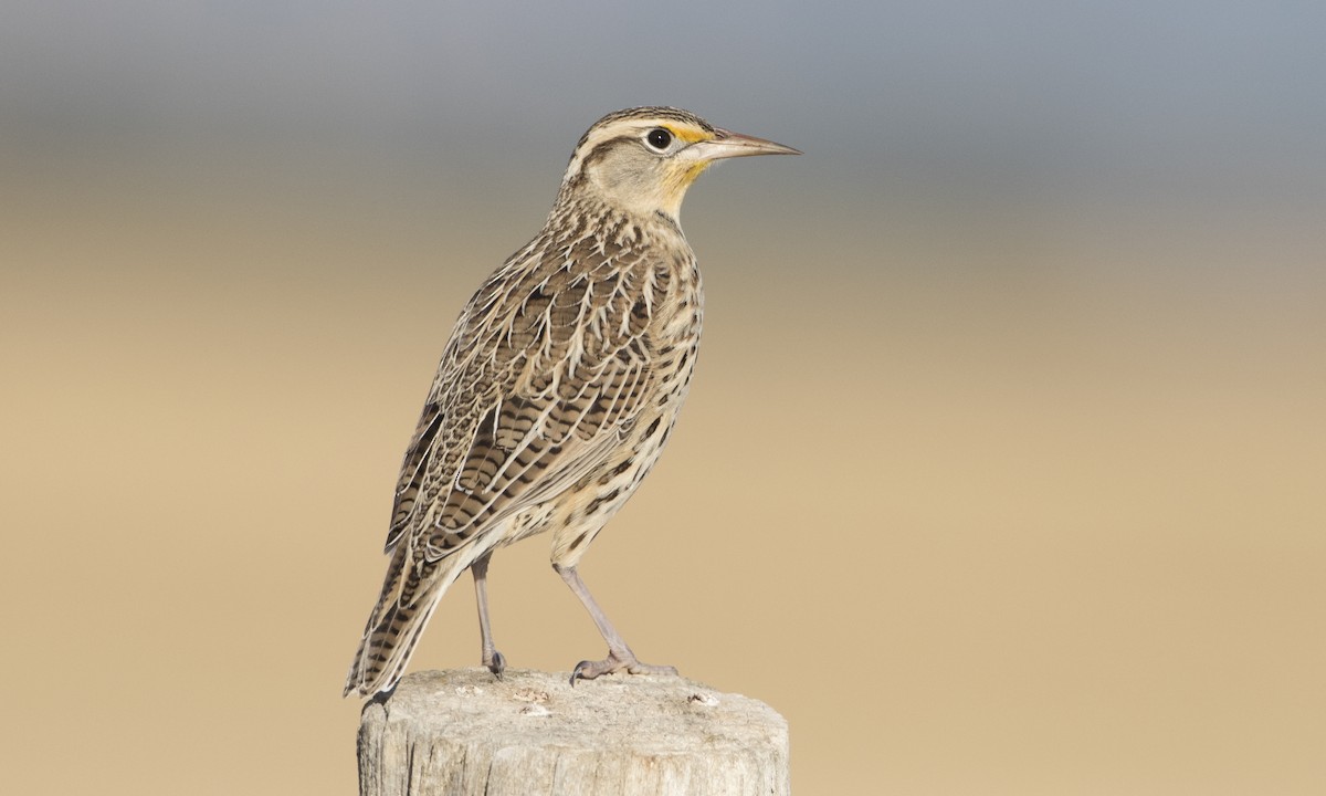 Western Meadowlark - Brian Sullivan