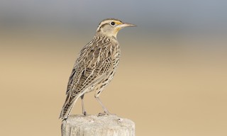  - Western Meadowlark