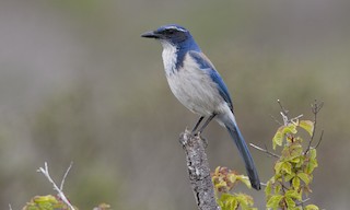 Fledgling western scrub jay