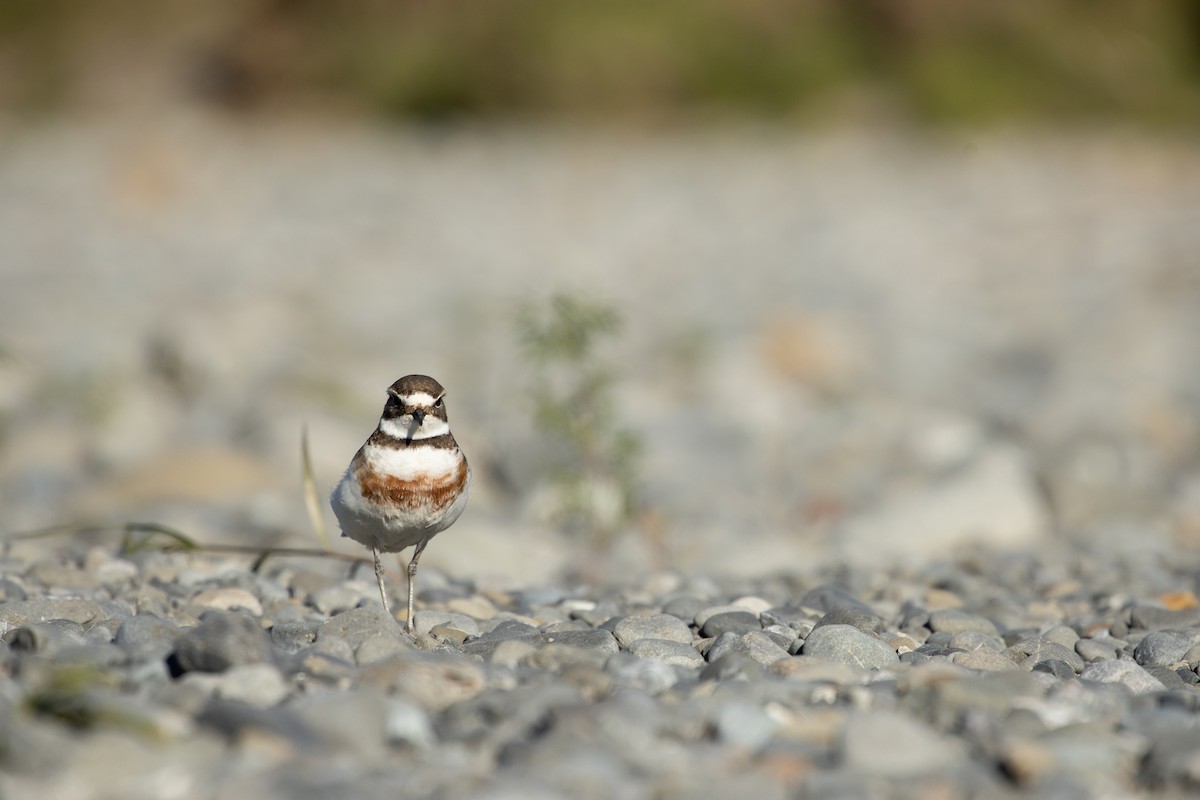 Double-banded Plover - ML274147711
