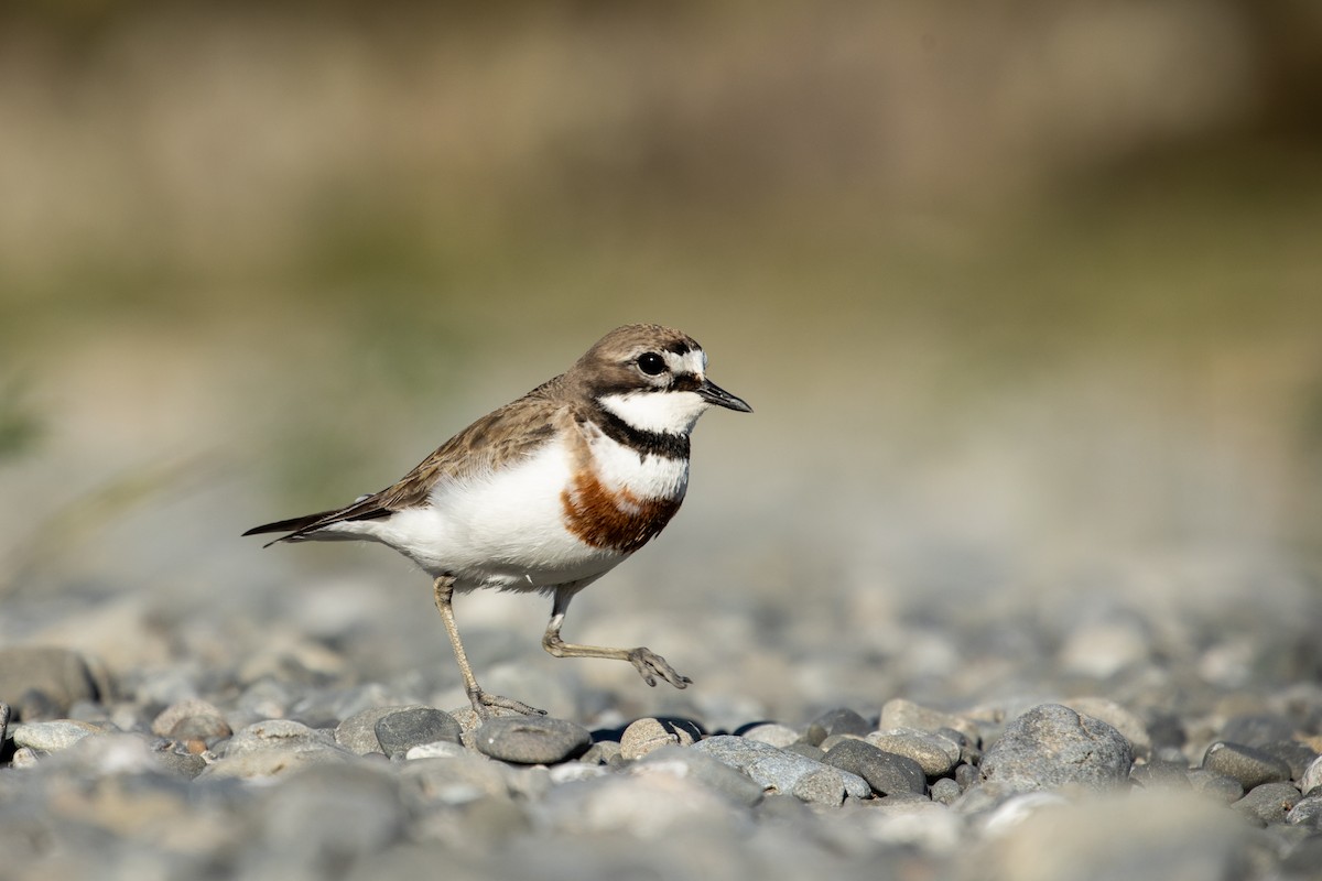 Double-banded Plover - ML274147941