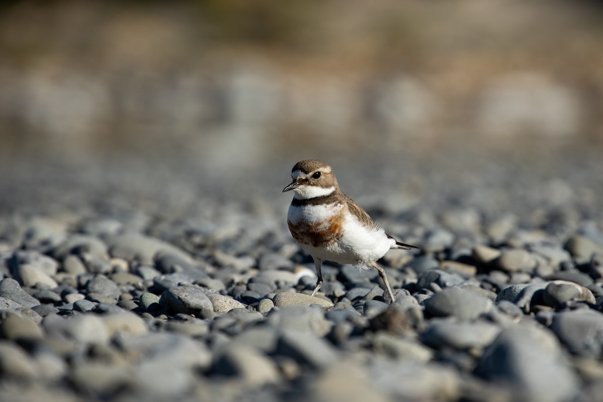 Double-banded Plover - ML274147991