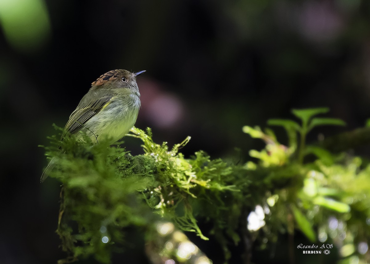 Scale-crested Pygmy-Tyrant - ML274159571