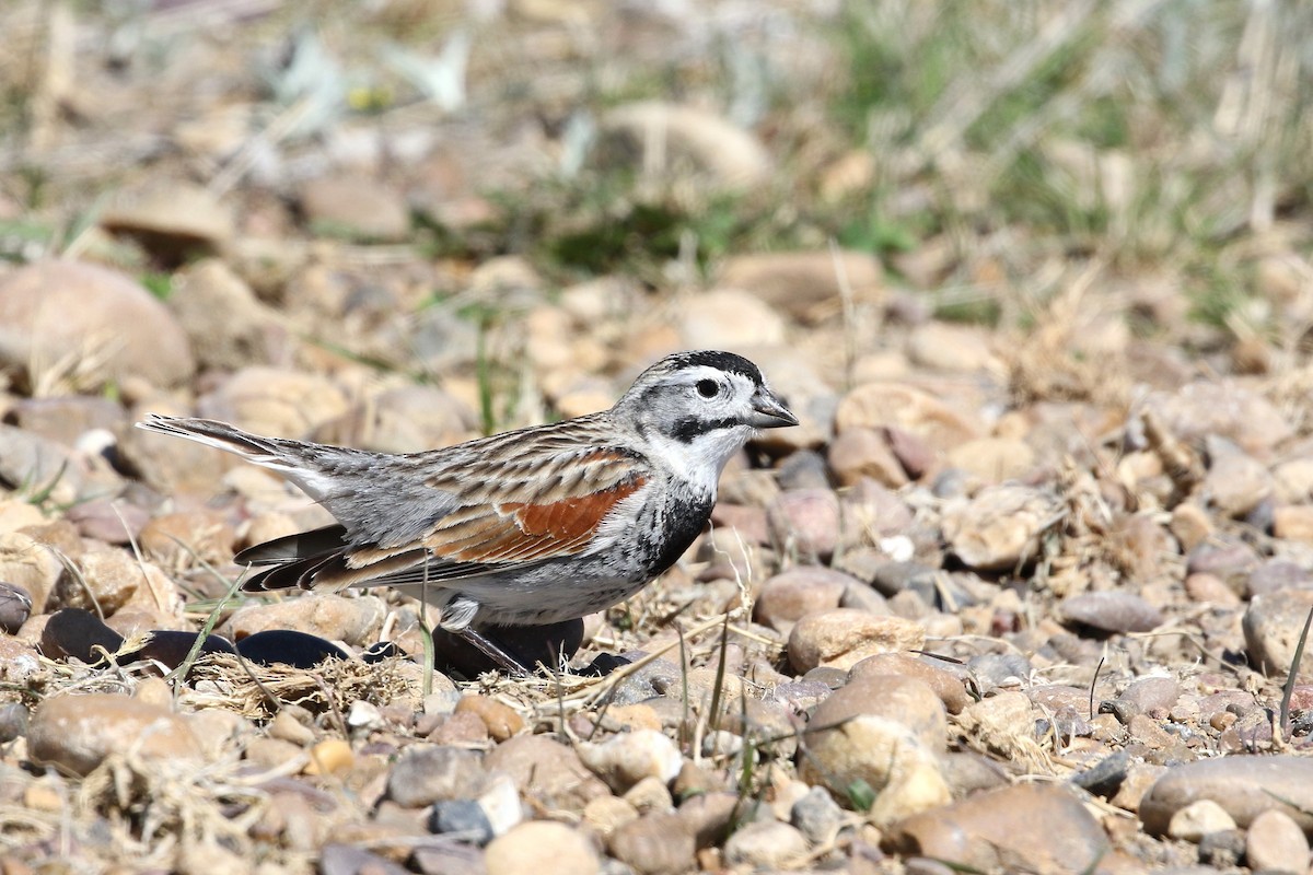 Thick-billed Longspur - Charles  Carlson