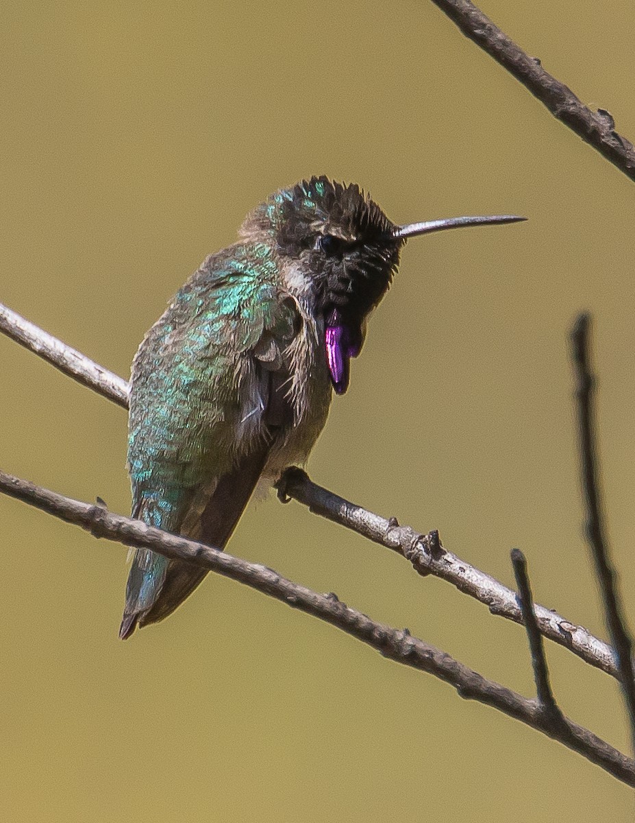 Costa's Hummingbird - Chris Tosdevin