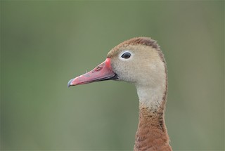 Black-bellied Whistling-Duck, ML274169551