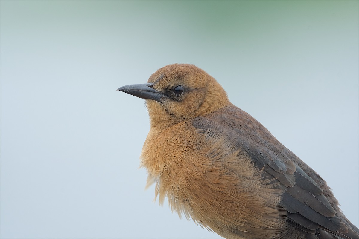 Boat-tailed Grackle - ML274171611