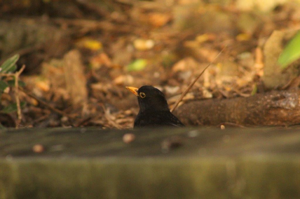 Eurasian Blackbird - ML274172041