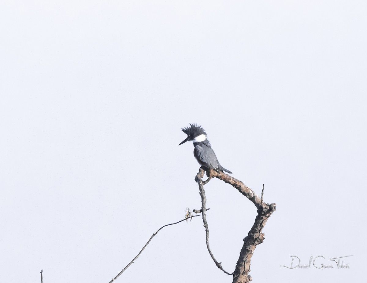 Belted Kingfisher - ML274175521