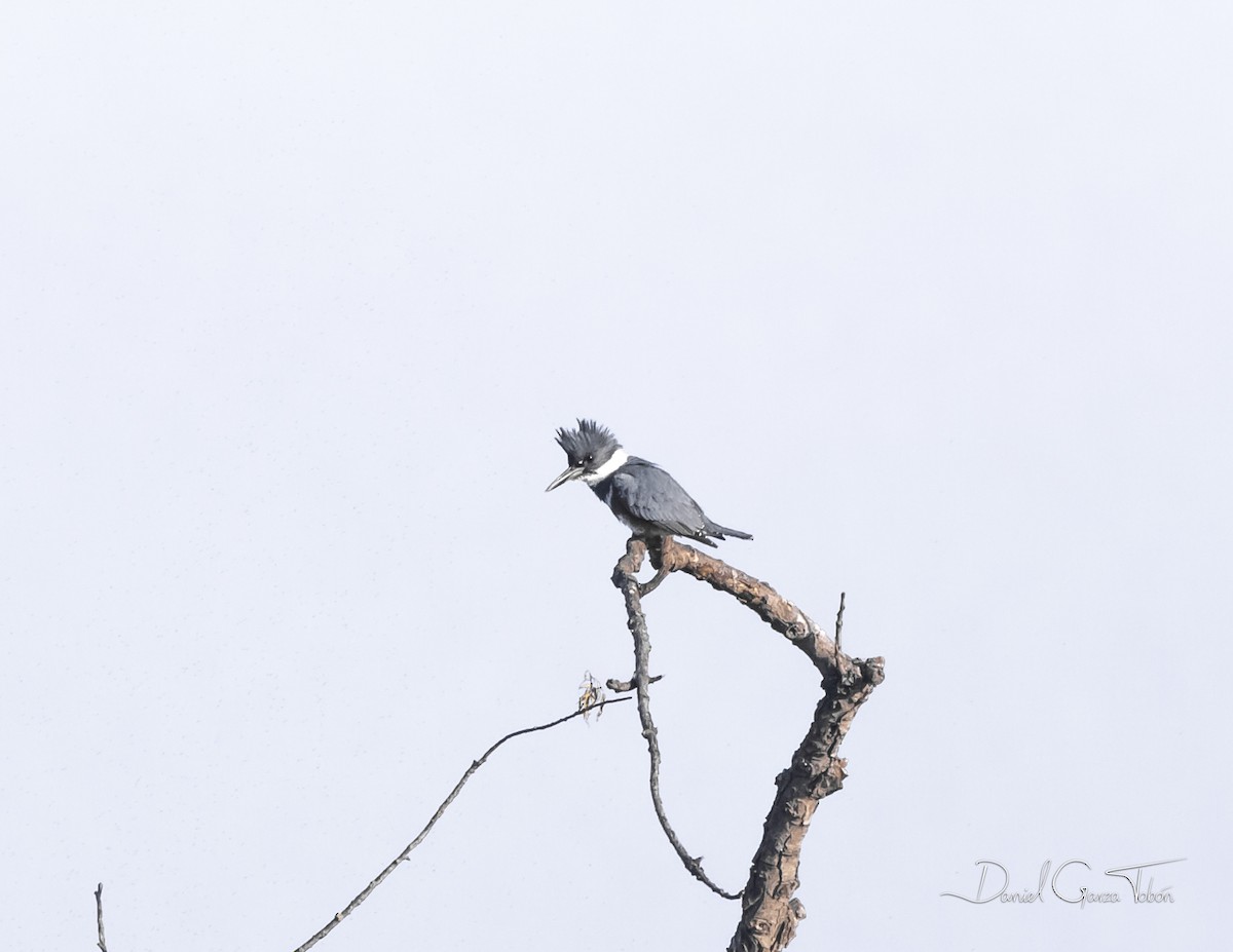 Belted Kingfisher - ML274175531