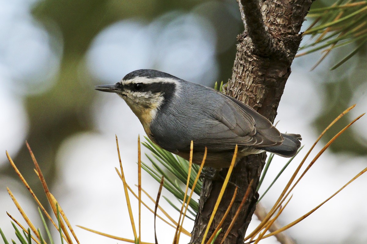 Red-breasted Nuthatch - ML274179481