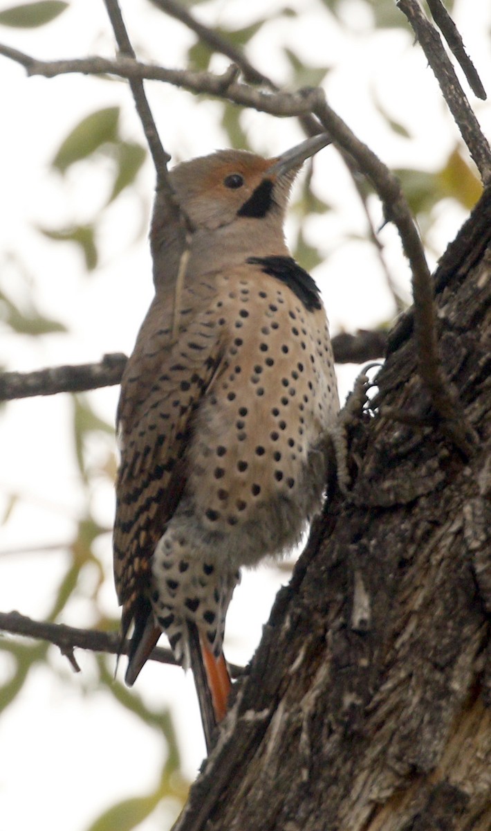 Northern Flicker (Yellow-shafted x Red-shafted) - Cathy Sheeter