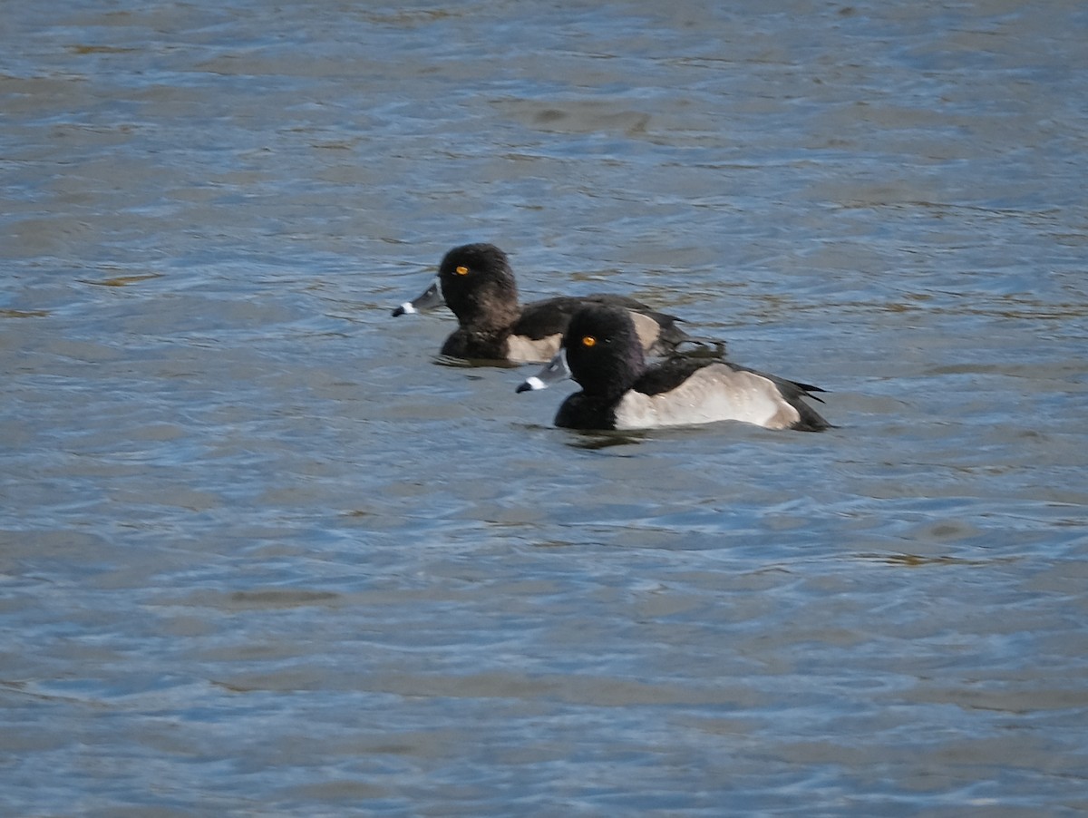 Ring-necked Duck - ML274182271