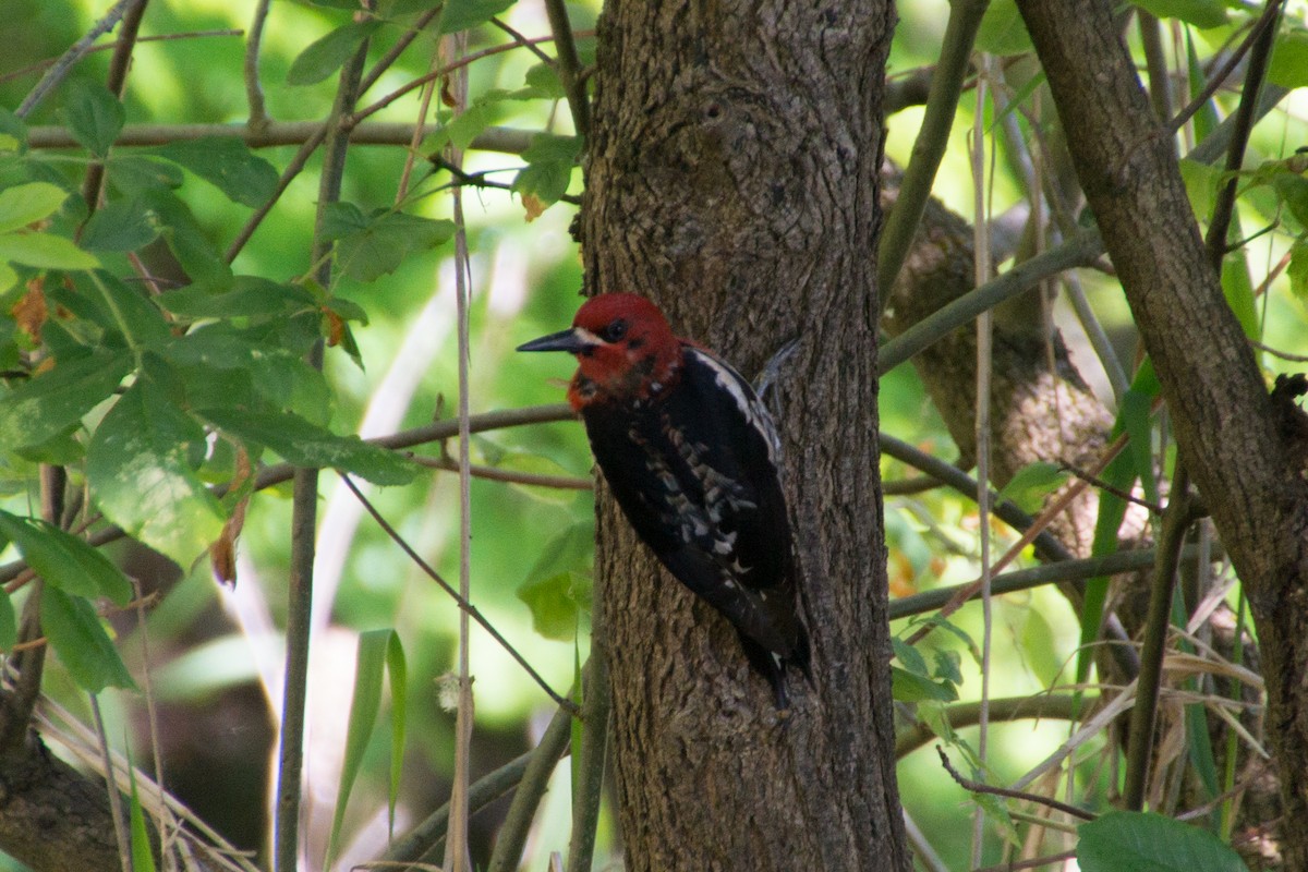 Red-breasted Sapsucker - ML274185651
