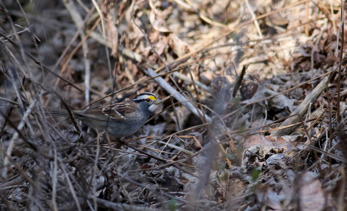 White-throated Sparrow - ML27418621
