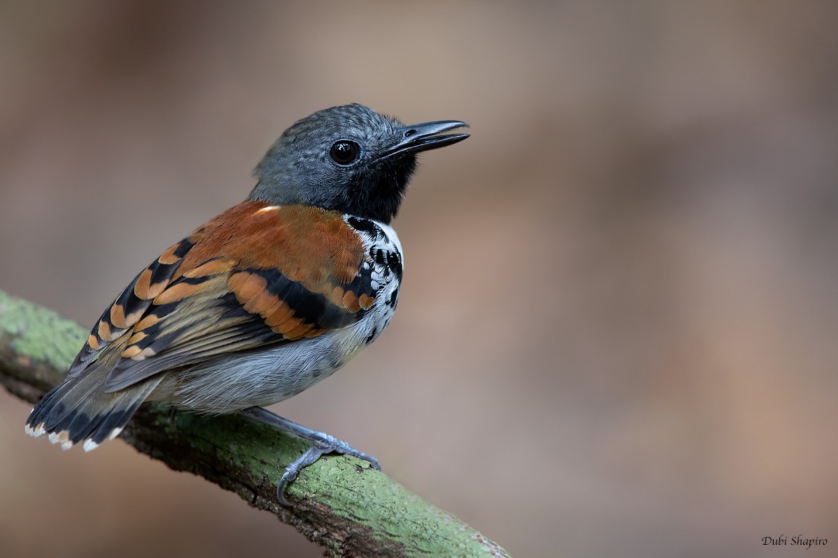 Spotted Antbird - ML274187561