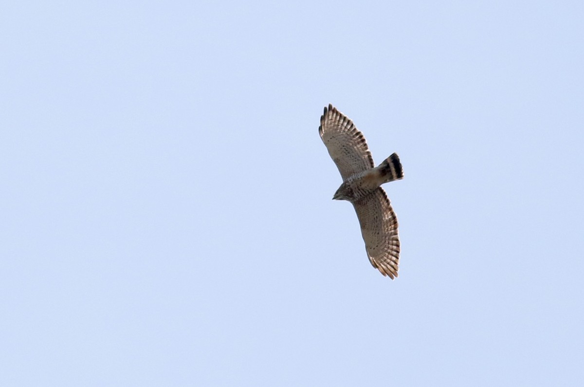 Broad-winged Hawk - ML27418791