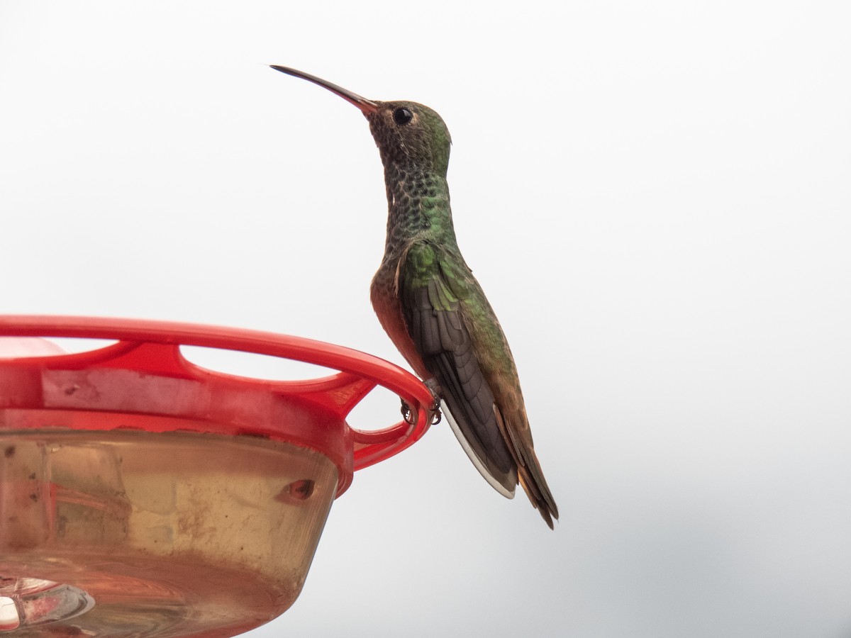 Buff-bellied Hummingbird - ML274188111