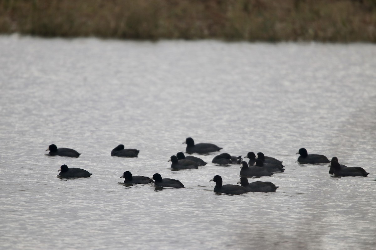eBird Checklist 24 Oct 2020 Eagle Bluffs CA 6 species