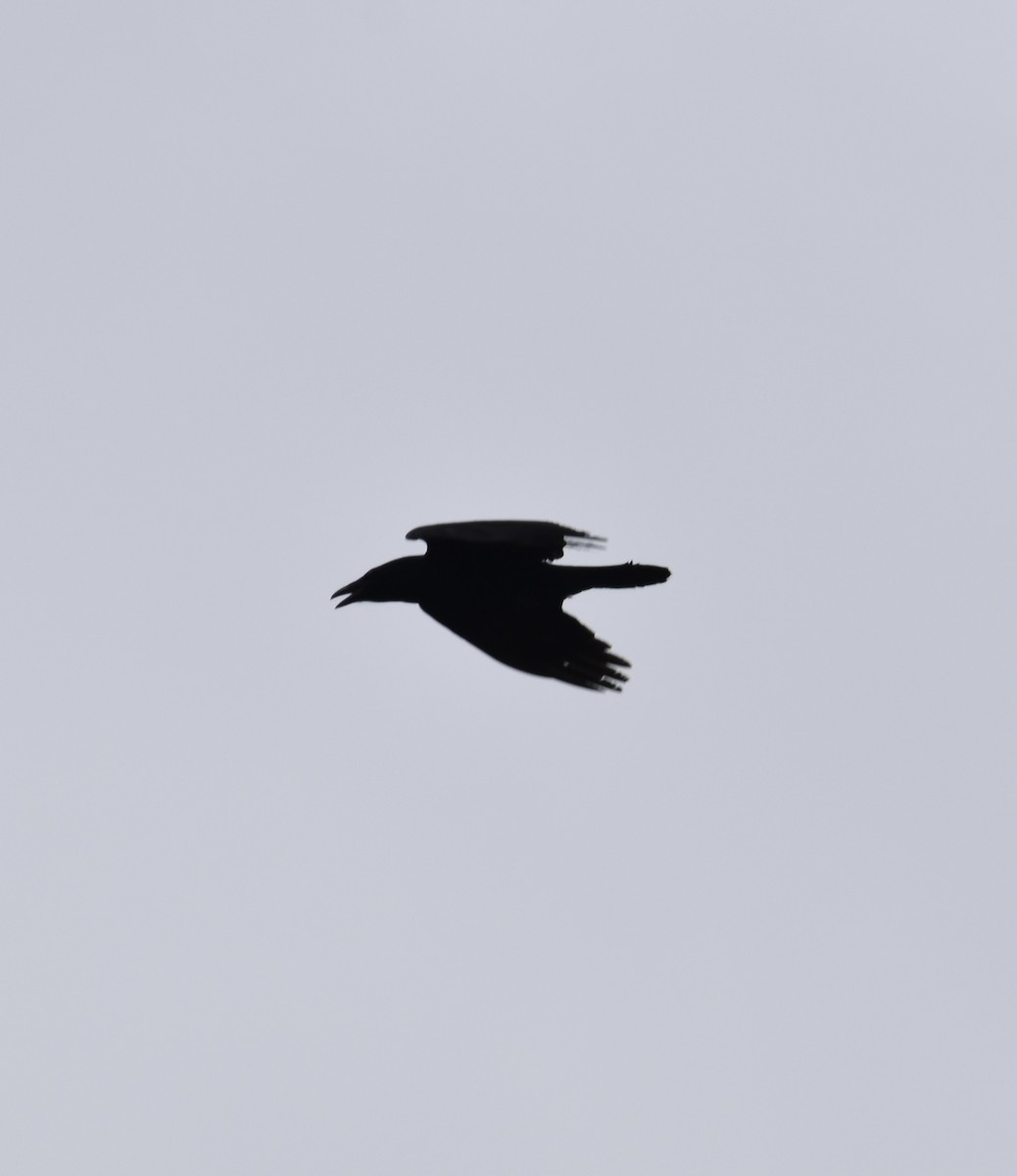 Common Raven - ML274193861